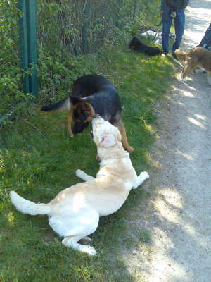 Mit Dir raufe ich doch am liebsten