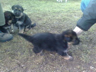 ich geh dann ma zu meinem neuen Herrchen